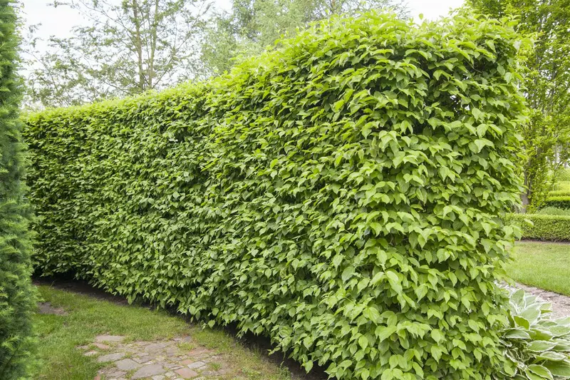 cornus mas 12/14 C - afbeelding 1