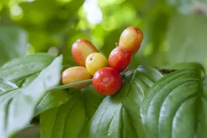 cornus mas 12/14 C - afbeelding 2