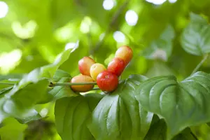cornus mas 12/14 C - afbeelding 3