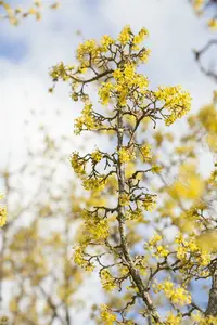 cornus officinalis (80-100 cm) - afbeelding 3