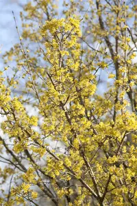 cornus officinalis (80-100 cm) - afbeelding 4