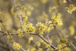 cornus officinalis (80-100 cm) - afbeelding 4