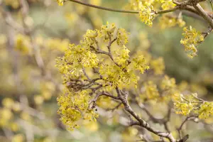 cornus officinalis (80-100 cm) - afbeelding 2
