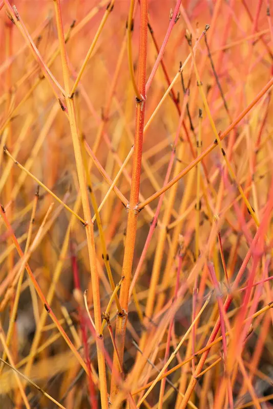 Cornus sang. 'Midwinter Fire' 40- 50   C - afbeelding 2