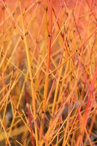 Cornus sang. 'Midwinter Fire' 40- 50   C - afbeelding 2