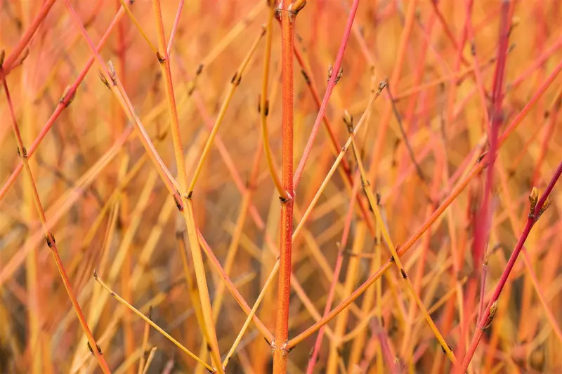 Cornus sang. 'Midwinter Fire' 40- 50   C - afbeelding 1
