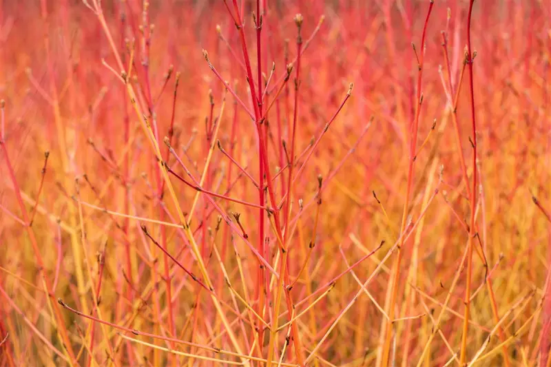 Cornus sang. 'Midwinter Fire' 40- 50   C - afbeelding 3