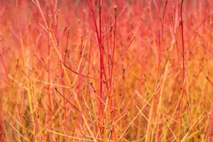 Cornus sang. 'Midwinter Fire' 40- 50   C - afbeelding 3