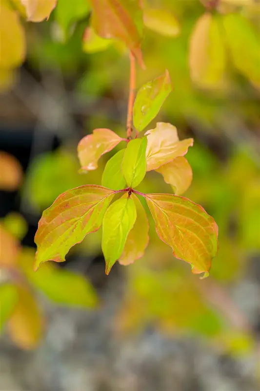 Cornus sang. 'Winter Beauty' ( 'w. flame') 40- 60   BW - afbeelding 2