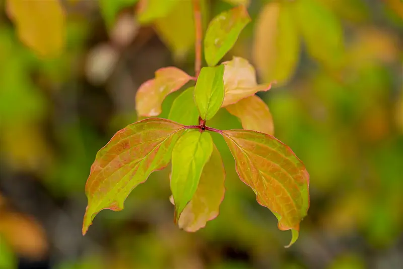 Cornus sang. 'Winter Beauty' ( 'w. flame') 40- 60   BW - afbeelding 1