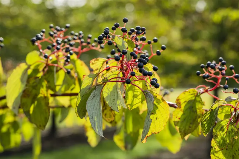 Cornus sanguinea 150-175   KLUIT - afbeelding 3