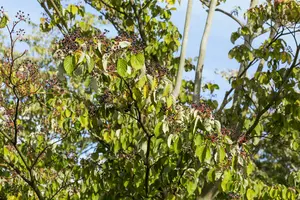 cornus sanguinea (150-200 cm) - afbeelding 3