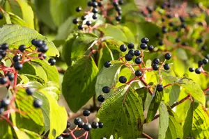 cornus sanguinea (150-200 cm) - afbeelding 2