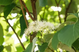 Flaviramea - afbeelding 3