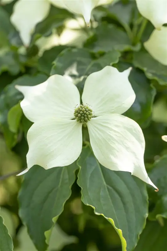 Cornus 'Venus'® 150-175 C70 MRST - afbeelding 4