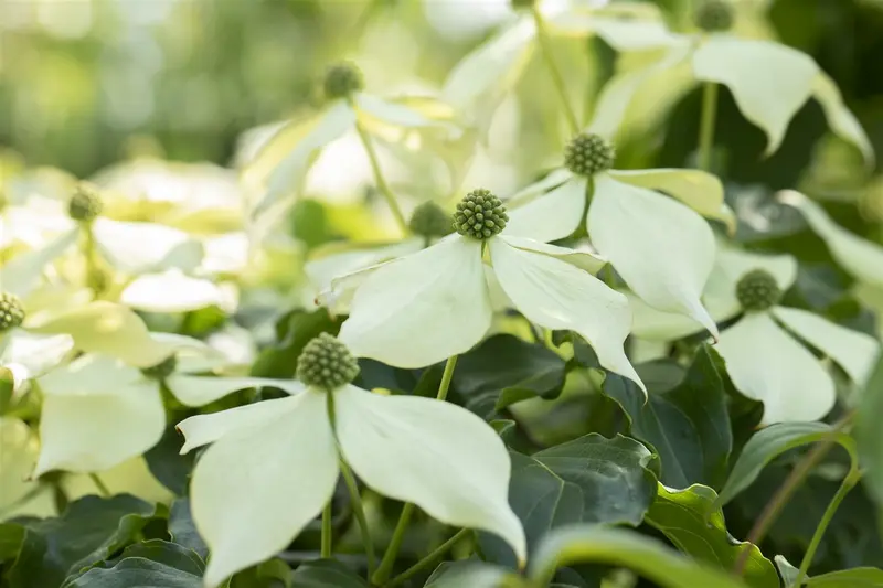 Cornus 'Venus'® 150-175 C70 MRST - afbeelding 2