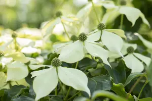 Cornus 'Venus'® 150-175 C70 MRST - afbeelding 2