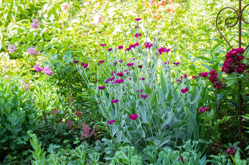 lychnis coronaria P9 - afbeelding 4