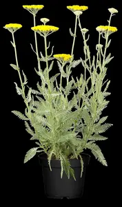 achillea hybr. 'coronation gold' P9 - afbeelding 5
