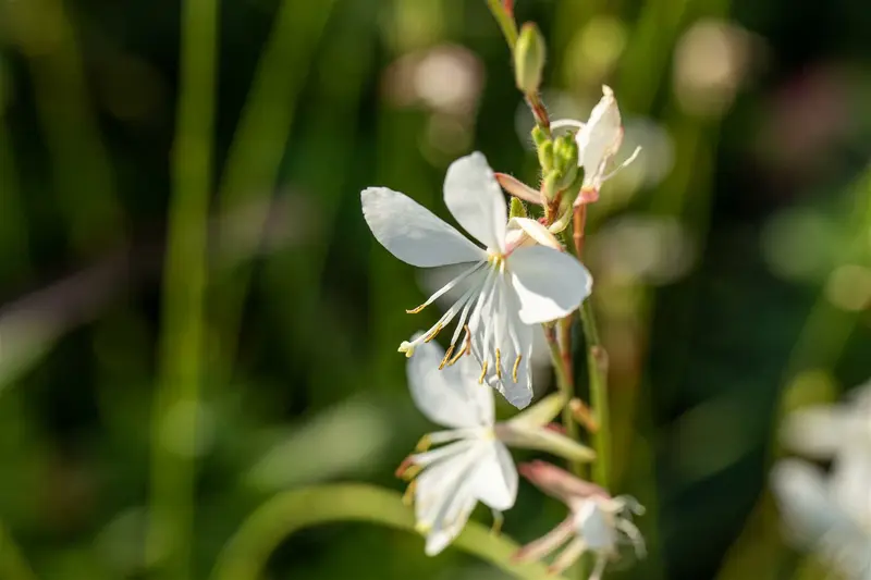 gaura lindh. 'corrie's gold'( oenothera lindh.) P9