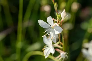 gaura lindh. 'corrie's gold'( oenothera lindh.) P9
