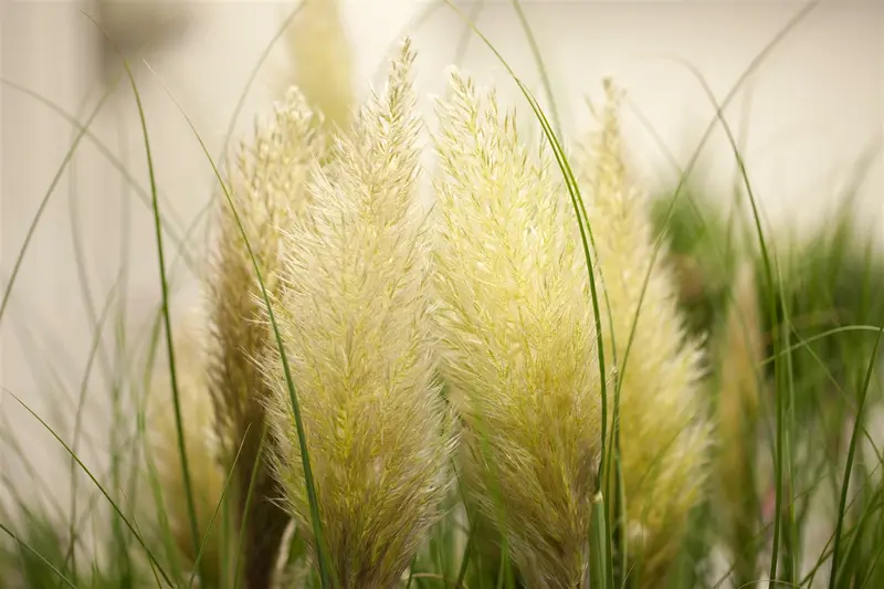 Cortaderia sell. 'Evita' P9 - afbeelding 3
