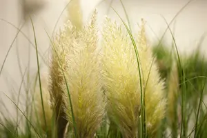 Cortaderia sell. 'Evita' P9 - afbeelding 3