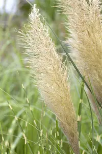 Pumila - afbeelding 7