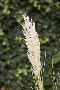 Cortaderia sell. 'Rose Plume' P9 - afbeelding 1
