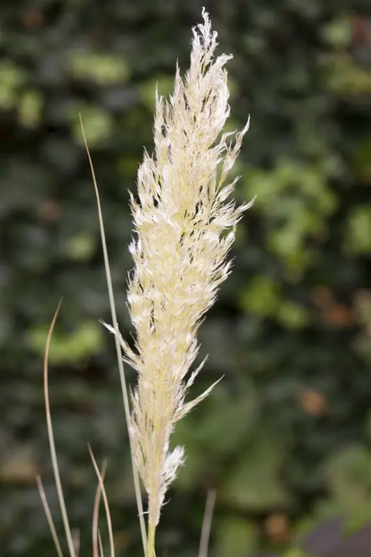 Cortaderia sell. 'Rose Plume' P9 - afbeelding 2