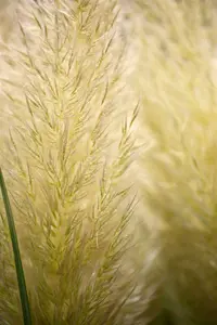 Cortaderia sell. 'Rose Plume' P9 - afbeelding 3