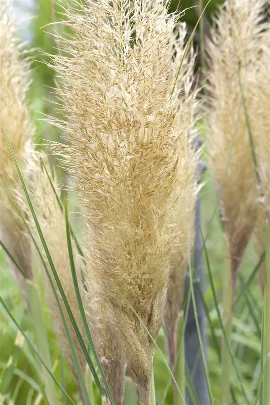 Cortaderia sell. 'Tiny Pampa' P9
