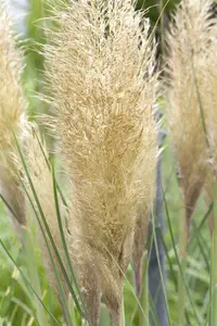 Cortaderia sell. 'Tiny Pampa' P9