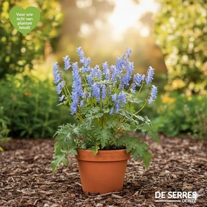 Corydalis flexuosa 'Porcelain Blue' P9