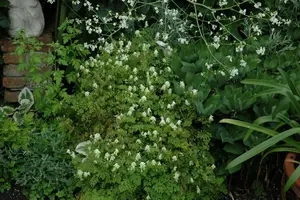 Corydalis ochroleuca var. acaulis P9 - afbeelding 1