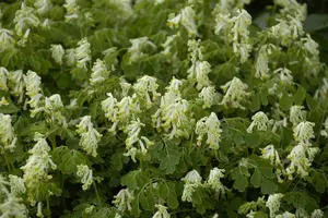 Corydalis ochroleuca var. acaulis P9 - afbeelding 2