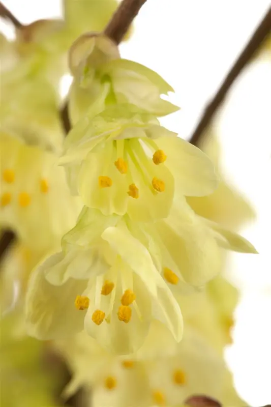 corylopsis pauciflora (30- 40cm) - afbeelding 4