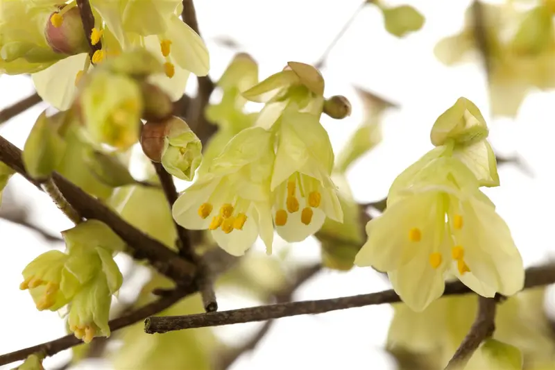 corylopsis pauciflora (30- 40cm) - afbeelding 3