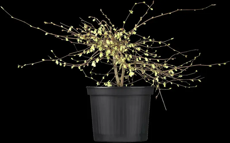 corylopsis pauciflora (30- 40cm) - afbeelding 1