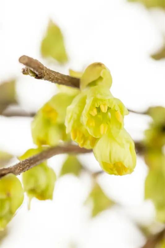 corylopsis pauciflora (60- 80cm) - afbeelding 5