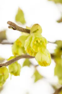corylopsis pauciflora (60- 80cm) - afbeelding 5