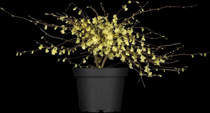 corylopsis pauciflora (60- 80cm) - afbeelding 2