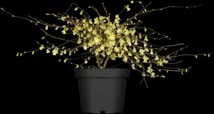 corylopsis pauciflora (60- 80cm) - afbeelding 2