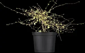 corylopsis pauciflora (60- 80cm) - afbeelding 5