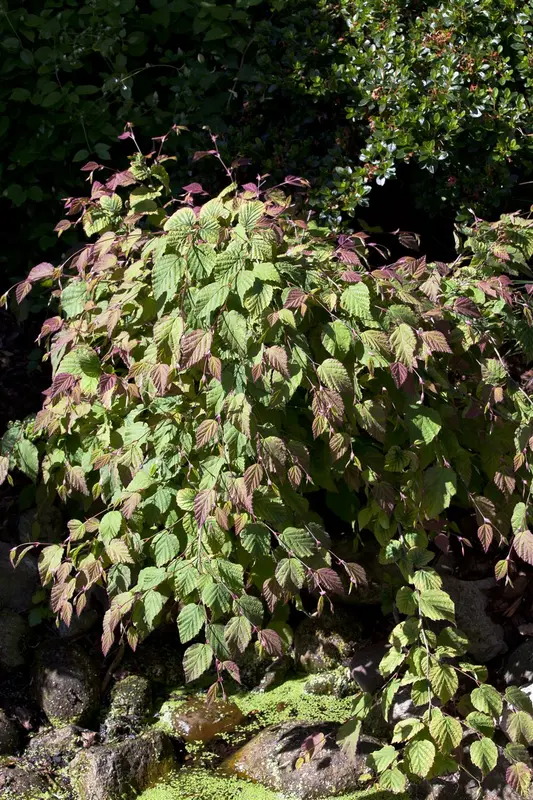 corylopsis spicata (60- 80cm) - afbeelding 2