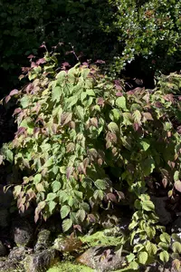 corylopsis spicata (60- 80cm) - afbeelding 2