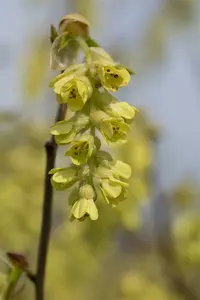 corylopsis spicata (60- 80cm) - afbeelding 4