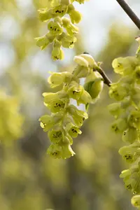 corylopsis spicata (60- 80cm) - afbeelding 5