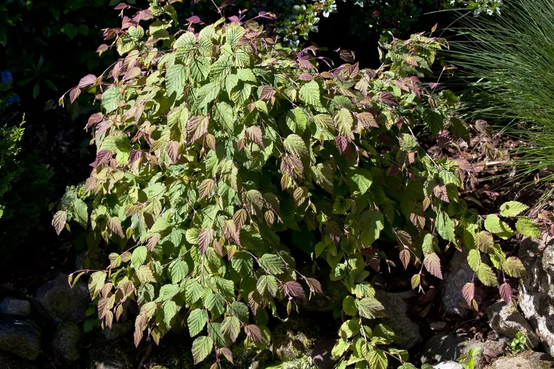 corylopsis spicata (60- 80cm) - afbeelding 1