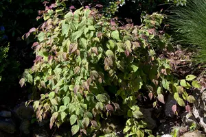 corylopsis spicata (60- 80cm) - afbeelding 5